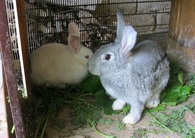 Кролики - домашнее хозяйство