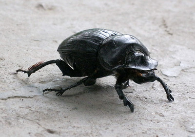 Большой черный жук Навозник