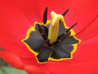 Сердце тюльпана