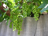 Зеленые гроздья винограда