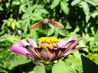 Бражник бабочка над цветком