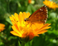 Календула - рай для бабочек