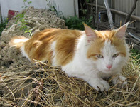 Рыжий кот на сухой траве