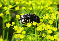 Цветущий укроп лакомит майского жука