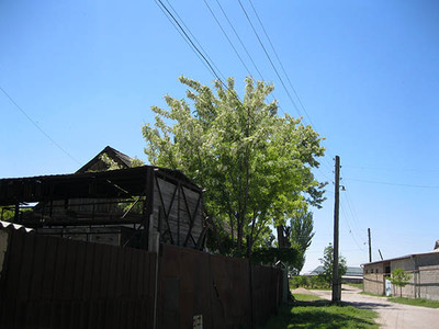 Акация цветёт
