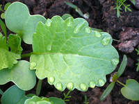 Капли дождя на листке редиса