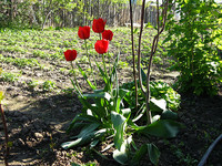 Красные тюльпаны весной
