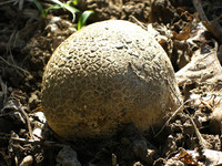 Неизвестный гриб в огороде