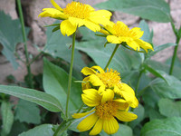 Желтые цветы вонючки