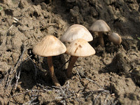 Неопознанные грибы