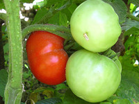 Один красный и два зеленых помидора
