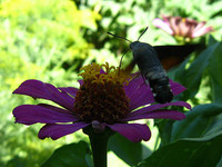 Большая бабочка Бражник с длинным хоботком