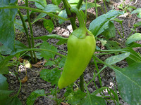 Болгарский перец на кусту в огороде