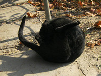 Любимая поза чёрного кота, когда делать нечего