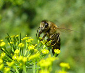 Пчела собирает пыльцу на цветках укропа
