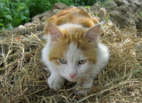 Кот Василий разлёгся на сухой траве